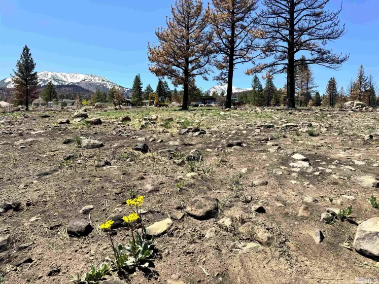 600 Sand Cherry Ct, Reno, Nevada 89511, ,Land,For Sale,Sand Cherry Ct,250005718