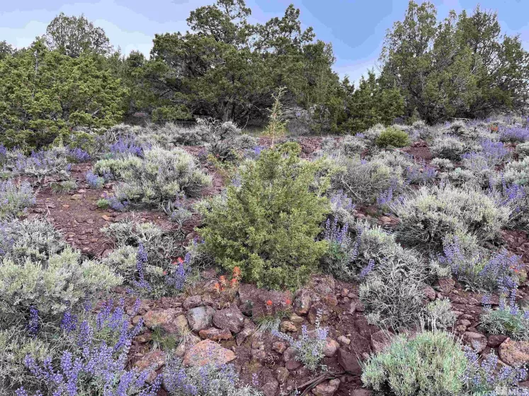 8531 Quaking Aspen, Reno, Nevada 89510, ,Land,Residential,Quaking Aspen,250005518