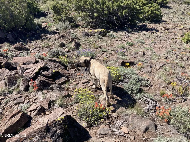 8531 Quaking Aspen, Reno, Nevada 89510, ,Land,Residential,Quaking Aspen,250005518