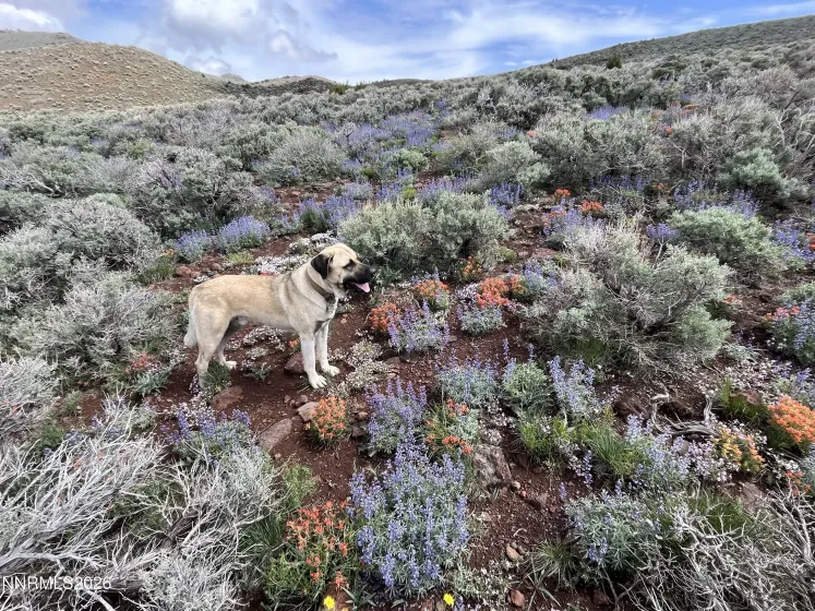 8531 Quaking Aspen, Reno, Nevada 89510, ,Land,Residential,Quaking Aspen,250005518