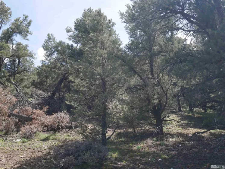 2165 Hermit, Reno, Nevada 89521, ,Land,Residential,Hermit,250005581