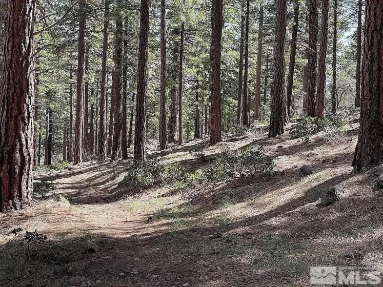 370 Abies, Reno, Nevada 89511, ,Land,Residential,Abies,250005847