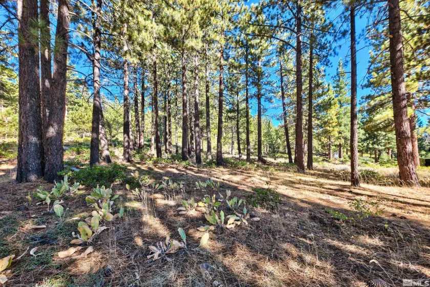 0 Mountain Haven, Reno, Nevada 89511, ,Land,Residential,Mountain Haven,240010856