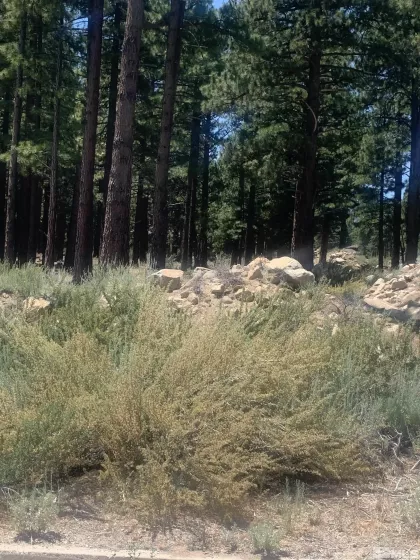 16485 Bonnie, Reno, Nevada 89511, ,Land,Residential,Bonnie,240008791