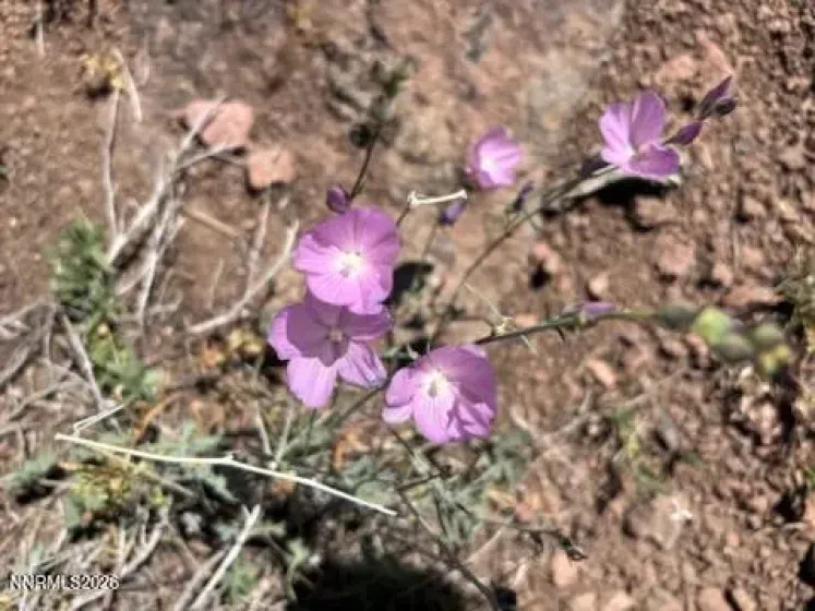 80 Rodero, Reno, Nevada 89510, ,Land,Residential,Rodero,240012659