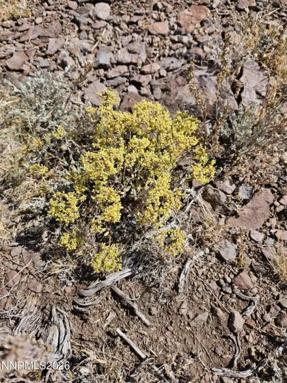 80 Rodero, Reno, Nevada 89510, ,Land,Residential,Rodero,240012659