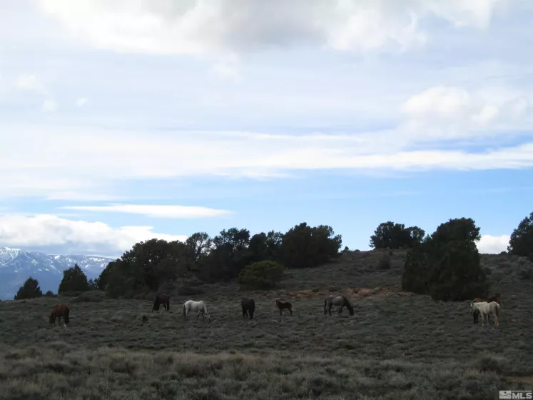 00430124 Mount Davidson, Virginia City, Nevada 89440, ,Land,Residential,Mount Davidson,230010883