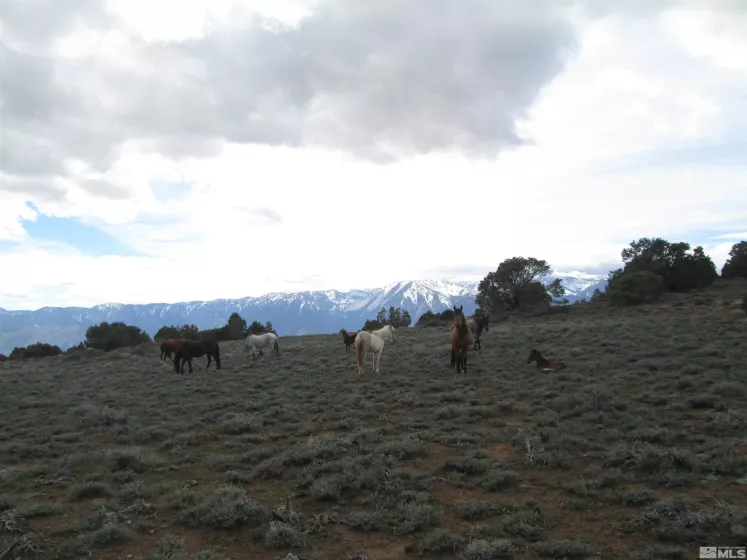 00430124 Mount Davidson, Virginia City, Nevada 89440, ,Land,Residential,Mount Davidson,230010883