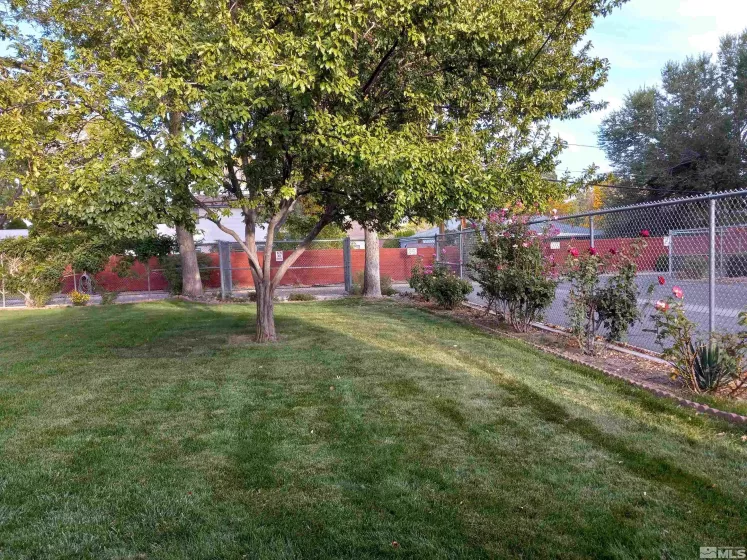 Backyard