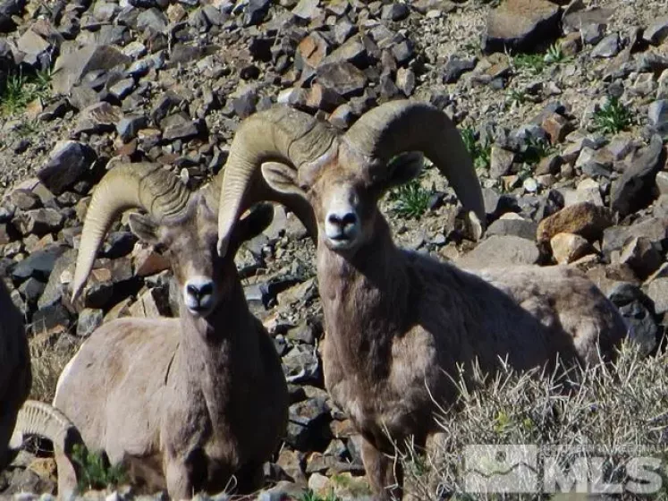 Lots 36 37 38, Walker Lake, Nevada 89415, ,Land,Residential,Lots 36 37 38,250002524