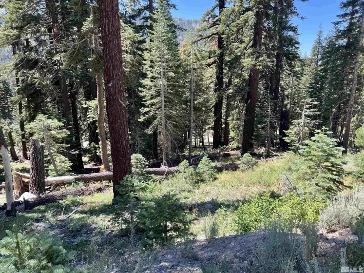 529 Meadows, Markleeville, California, ,Land,Residential,Meadows,250003541