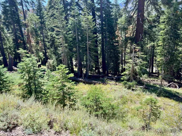529 Meadows, Markleeville, California, ,Land,Residential,Meadows,250003541