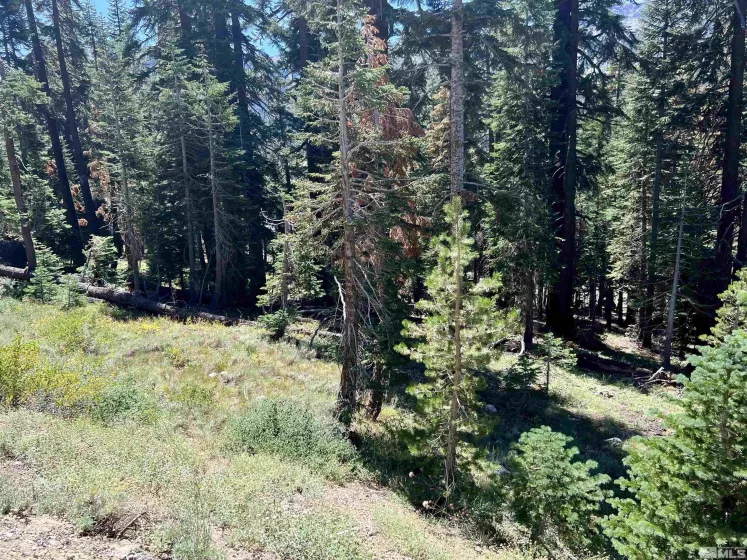 529 Meadows, Markleeville, California, ,Land,Residential,Meadows,250003541