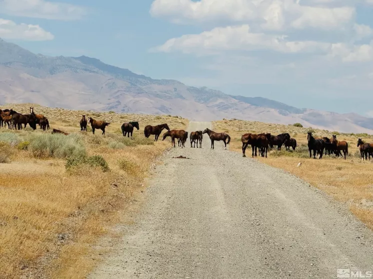 T32 Sec 25, Unionville, Nevada 89418, ,Land,Residential,Sec 25,220010152