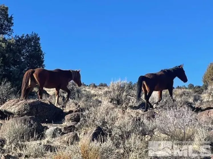 40S NW4NW4-S16/18N/21E, Virginia City, Nevada 89521, ,Land,Residential,NW4NW4-S16/18N/21E,250001634
