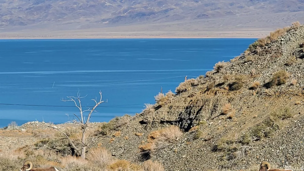 221 Lisa, Walker Lake, Nevada 89415, ,Land,Residential,Lisa,250001157