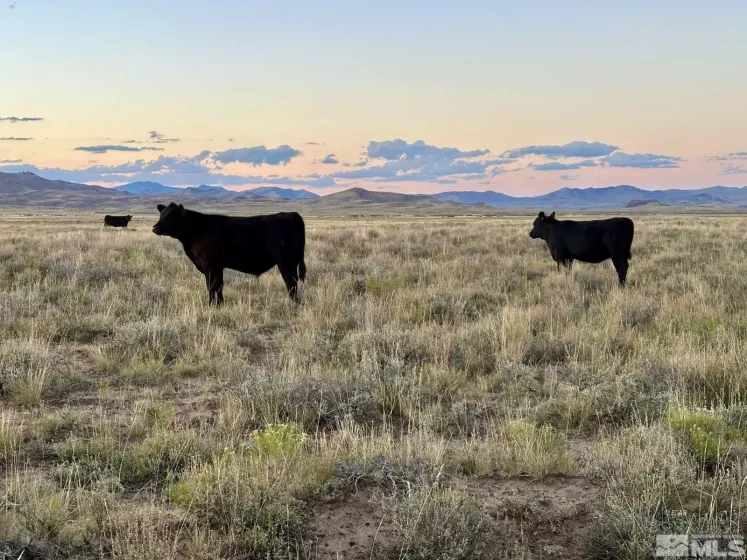 Wildhorse, Elko, Nevada 89831, 3 Bedrooms Bedrooms, ,2 BathroomsBathrooms,Farm & Ranch,Residential,Wildhorse,250004061