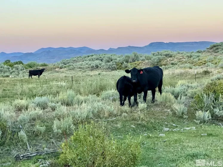 Wildhorse, Elko, Nevada 89831, 3 Bedrooms Bedrooms, ,2 BathroomsBathrooms,Farm & Ranch,Residential,Wildhorse,250004061