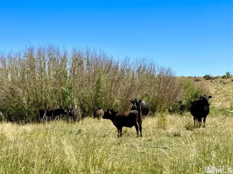 Wildhorse, Elko, Nevada 89831, 3 Bedrooms Bedrooms, ,2 BathroomsBathrooms,Farm & Ranch,Residential,Wildhorse,250004061