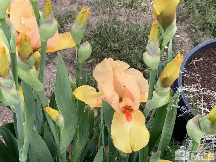 500 Clydesdale, Reno, Nevada 89508, ,Land,Residential,Clydesdale,250004691