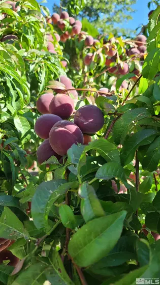Orchard
