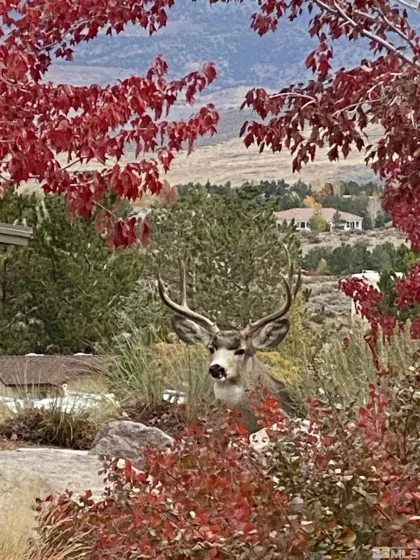 10401 Copper Cloud, Reno, Nevada 89511, 7 Bedrooms Bedrooms, ,7 BathroomsBathrooms,Residential,Residential,Copper Cloud,250006381