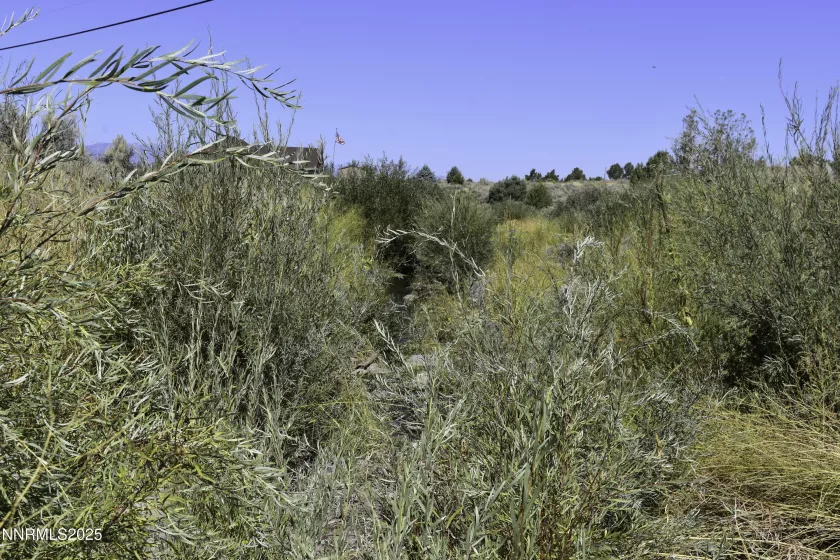 Vegetation at Pine Nut Creek