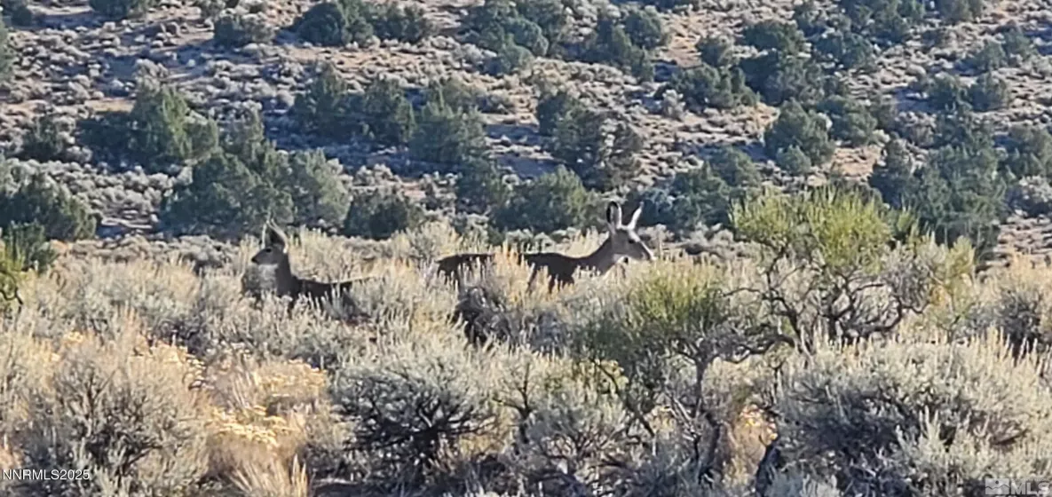 500 Curnow Canyon, Reno, Nevada 89510, ,Land,Residential,Curnow Canyon,250050412