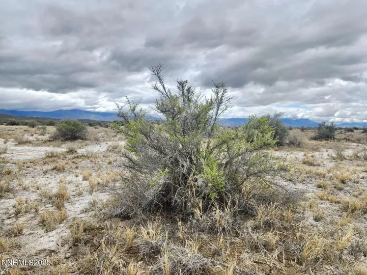 0 Martin, Crescent Valley, Nevada 89821, ,Land,Residential,Martin,250050598