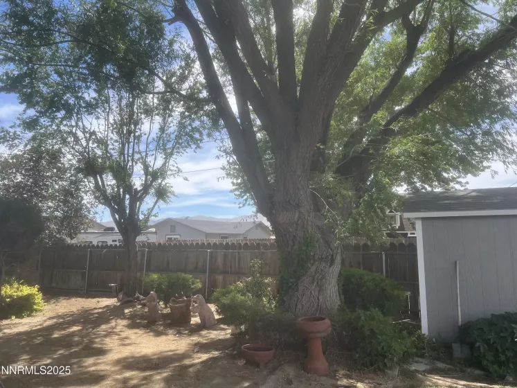 Backyard