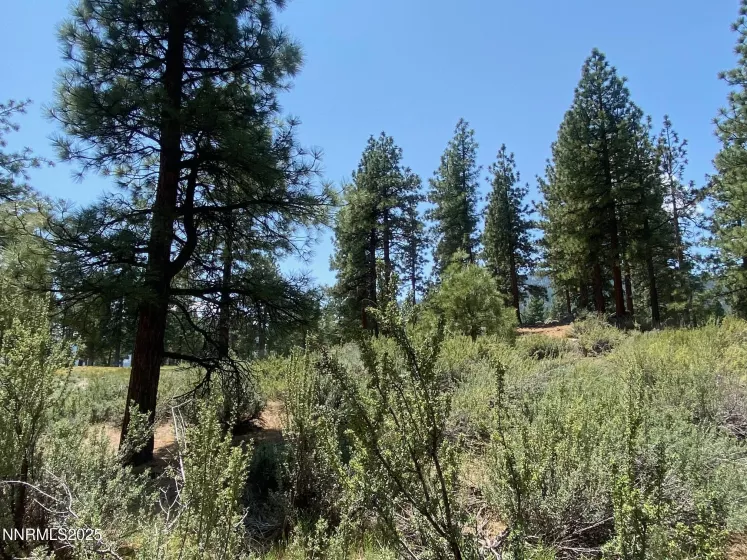 245 Redding Way, Carson City, Nevada 89705, ,Land,Residential,Redding Way,250051057
