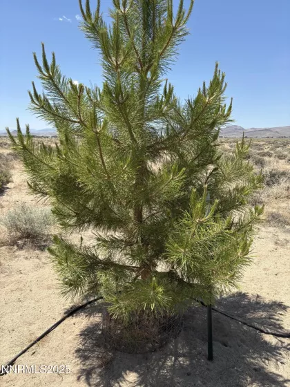 4210 6th, Silver Springs, Nevada 89429, ,Land,Residential,6th,250051274