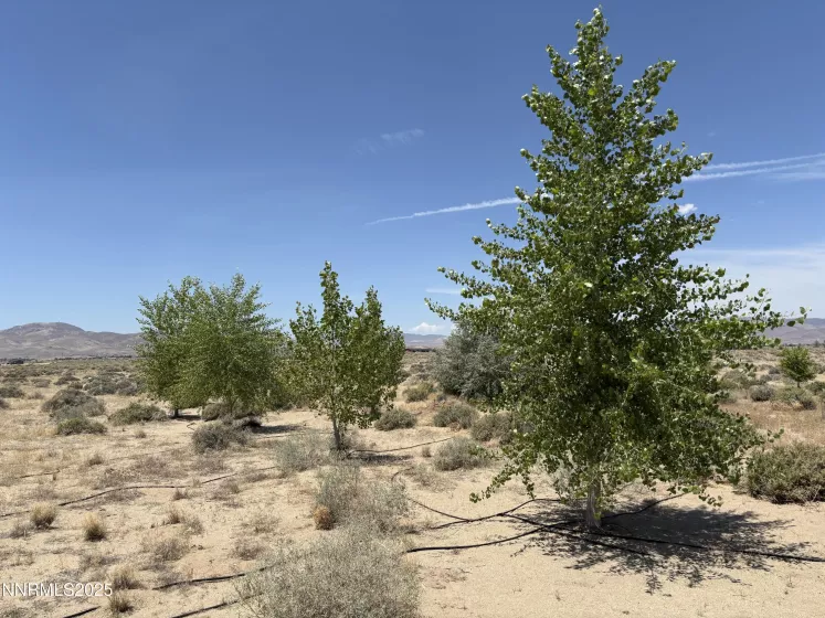 4210 6th, Silver Springs, Nevada 89429, ,Land,Residential,6th,250051274