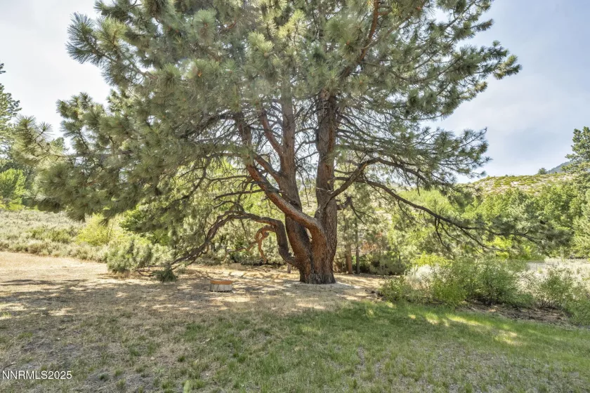 187 Jeannie, Gardnerville, Nevada 89460, 3 Bedrooms Bedrooms, ,2 BathroomsBathrooms,Residential,Residential,Jeannie,250051620