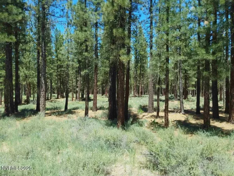 202 Village, Portola, California 96122, ,Land,Residential,Village,250051726