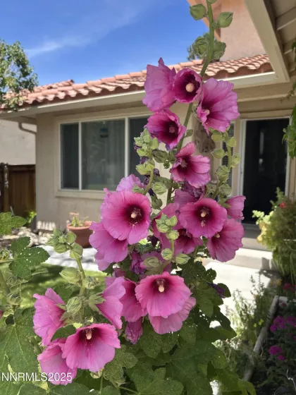 236 La Costa, Dayton, Nevada 89403, 3 Bedrooms Bedrooms, ,3 BathroomsBathrooms,Residential,Residential,La Costa,250051946