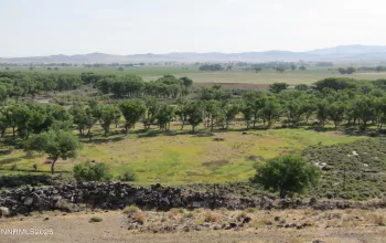 TBD Hwy 339, Yerington, Nevada 89447, ,Land,Residential,Hwy 339,250052187