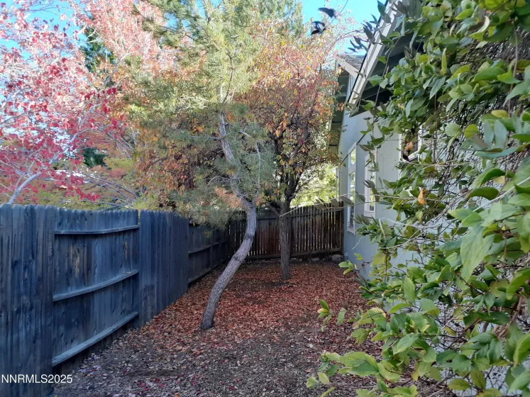 Side yard - East (Autumn)