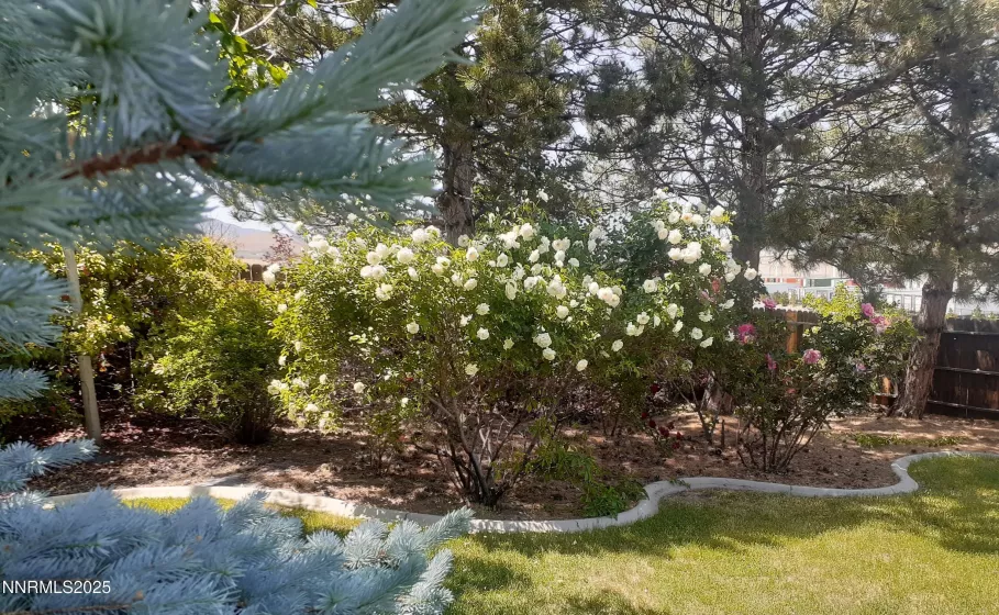 Backyard roses