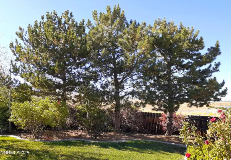 Backyard pines