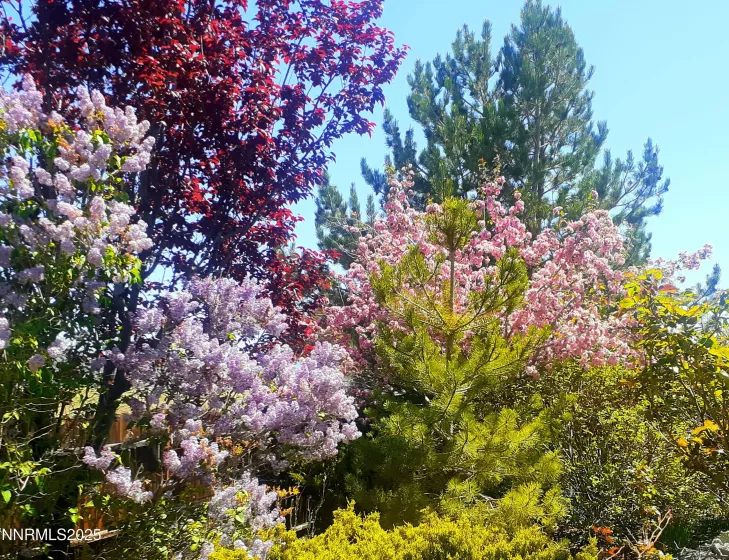 Spring bushes