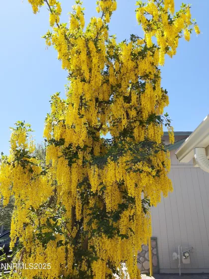 Golden Chain tree front yard