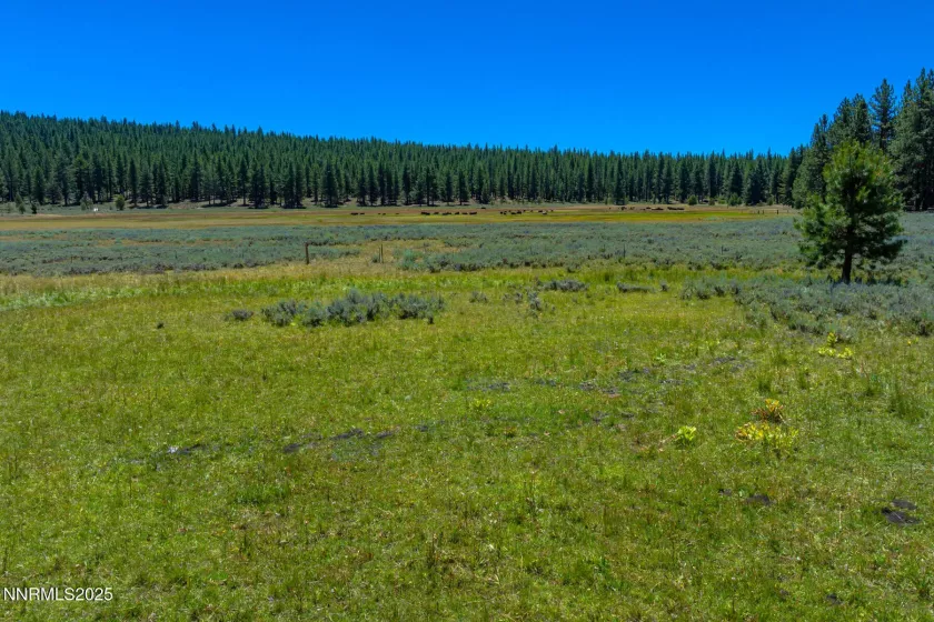 XXX Smithneck, Loyalton, California 96118, ,Land,Residential,Smithneck,250052976