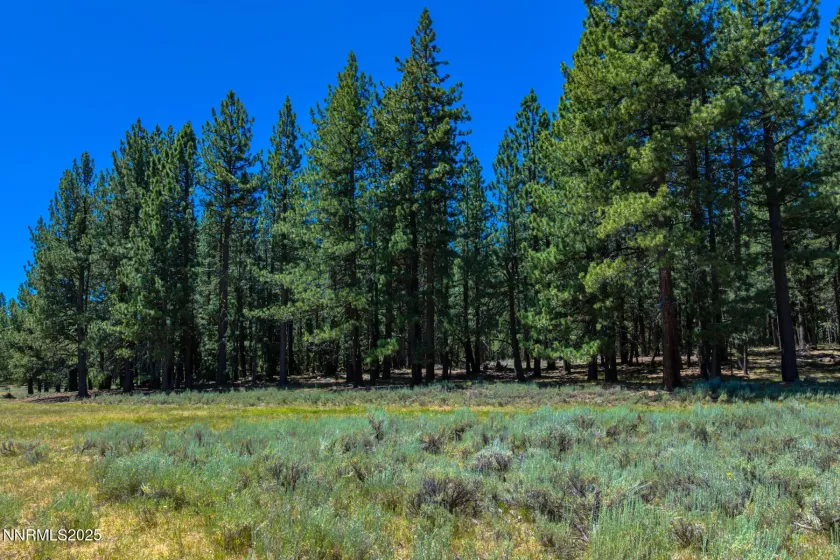 XXX Smithneck, Loyalton, California 96118, ,Land,Residential,Smithneck,250052976