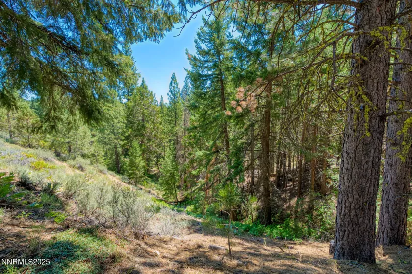 2170 Mourning Dove, Clio, California 96106, 1 Bedroom Bedrooms, ,1 BathroomBathrooms,Residential,Residential,Mourning Dove,250053202