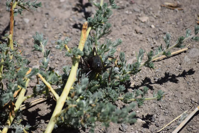 3303 High Rock, Gerlach, Nevada 89412, ,Land,Residential,High Rock,250053730