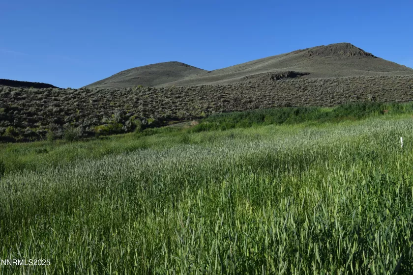 meadow below house
