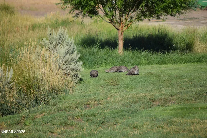 sage hen