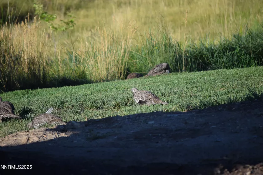 sage hen enjoys the green grass