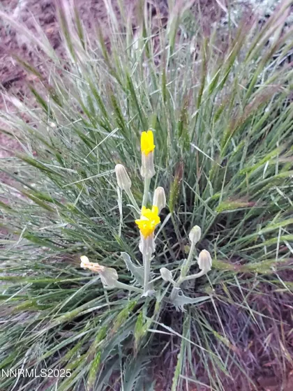 3306 High Rock Road, Gerlach, Nevada 89412, ,Land,Residential,High Rock Road,250053754